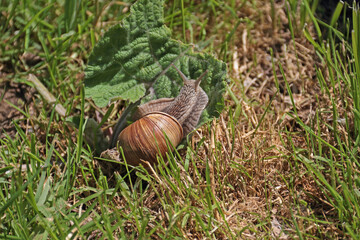 Weinbergschnecke