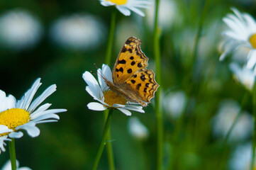 butterfly on flower