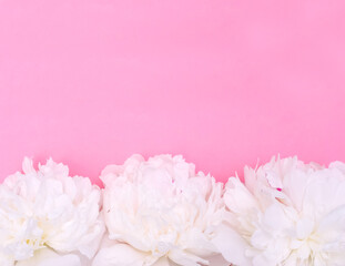 Greeting card background, flowers of white peonies on a pink background with copy space with selective focus