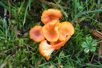 Hygrocybe cantharellus, known as Goblet Waxcap, wild mushroom from Finland