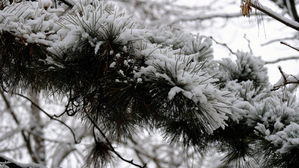 
Branches of trees under the snow. Winter christmas background for web design