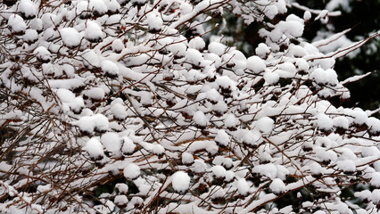 
Branches of trees under the snow. Winter christmas background for web design