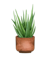 Aloe in the pot. Watercolor illustration of Aloe. Potted houseplants isolated on white.