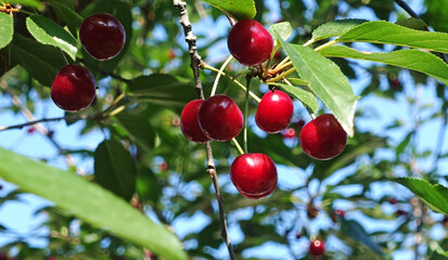Ripe cherries on a tree on a summer day