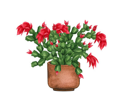Blooming Christmas cactus in a pot. Watercolor illustration isolated on white background. Houseplant