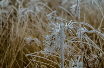 Frost on a grass