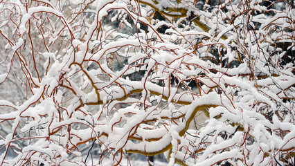 
Branches of trees under the snow. Winter christmas background for web design