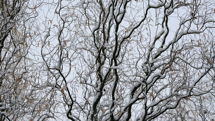 
Branches of trees under the snow. Winter christmas background for web design