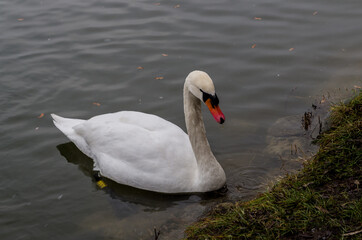 Mute swan - cygnus olor