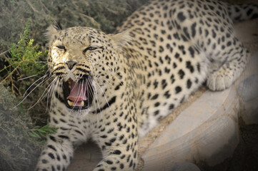 léopard  de Namibie