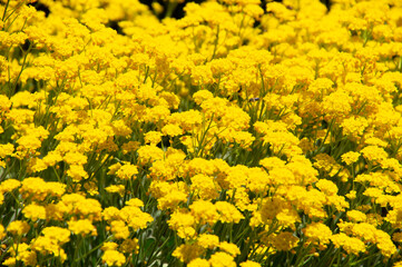 gelbes Blumenmeer