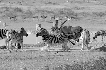 Fototapeta na wymiar zébres réserve de namibie