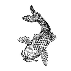 Carp fish, hand drawn doodle black ink drawing, woodcut style