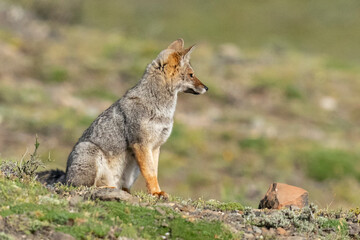 The South American gray fox (Lycalopex griseus)
