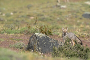 The South American gray fox (Lycalopex griseus)