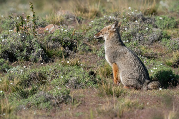 Naklejka na ściany i meble The South American gray fox (Lycalopex griseus)