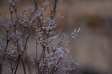 Morning ice crystals forming on plants, berries, leaves, barley for texture winter layers and backgrounds