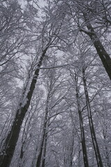 Snow covered forest in winter