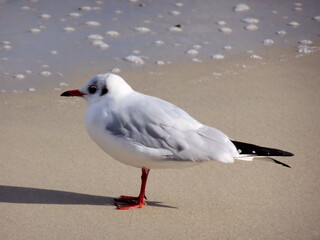 Little Seagull on a Sandy Beach