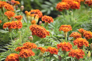 Orange Flowers 