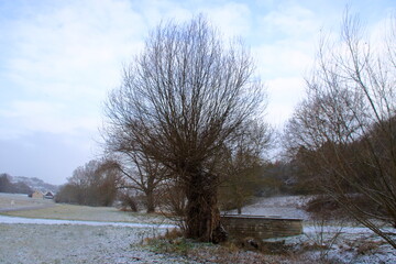 Kopfweide im Strudelbachtal bei Weissach