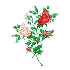 Two intertwined red and white roses. Flower arrangement on a white background.