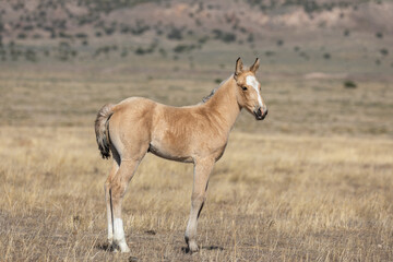 Naklejka na ściany i meble Wild Horse Foal in the Utah Desert in Spring