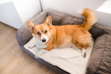 red welsh corgi pembroke cute dog lying down on a dog sofa, in the apartment, relaxed