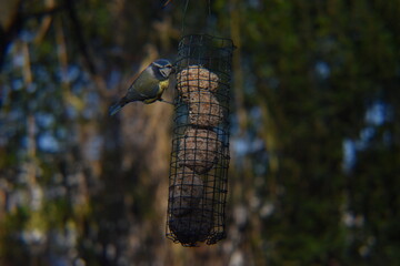 oiseau qui mange  des boules de graisses