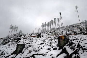 Gerodeter Wald an schneebedecktem Berghang mit Baumstümpfen und stehengelassenen Bäumen im Winter - Stockfoto