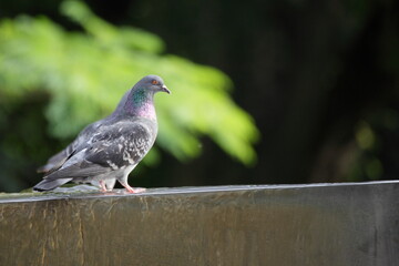 Pigeon in the park fountain