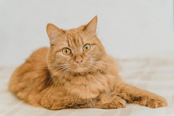 red cat lying on a blanket at home