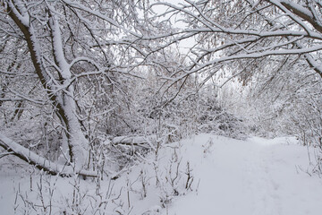 Walkway in the winter forest.