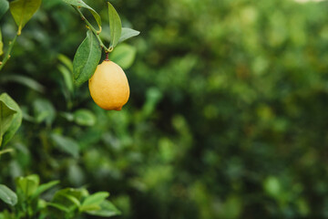 Lemon hanging from the branch on a leafy green background