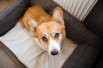 red welsh corgi pembroke cute dog lying down on a dog sofa, in the apartment, relaxed