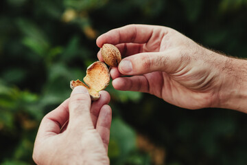 Farmer's hand showing a freshly picked almond