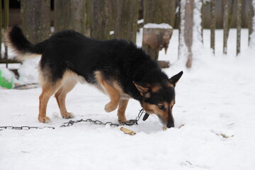 Mongrel black brown a dog on a chain eating a bone on snow and gray old wooden fence background, rural life