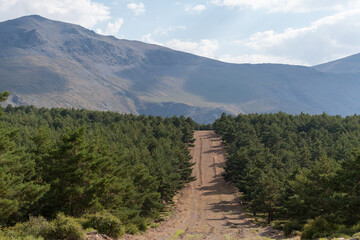 pine forest in Sierra Nevada in southern Spain