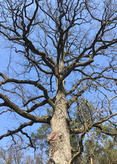 Fototapeta premium Silhouette of an oak tree without leaves, black branches and the trunk of an old large tree against a bright blue sky.