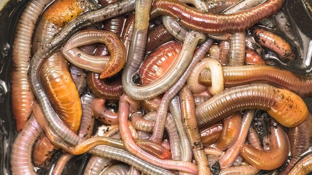 Many earthworms crawling together closeup photo