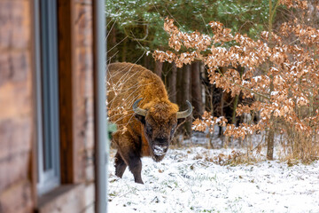 European bison (bison bonasus) in the Białowieza Forest  in winter day
