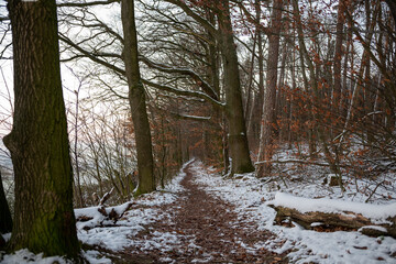 Odenwald - Wintertag