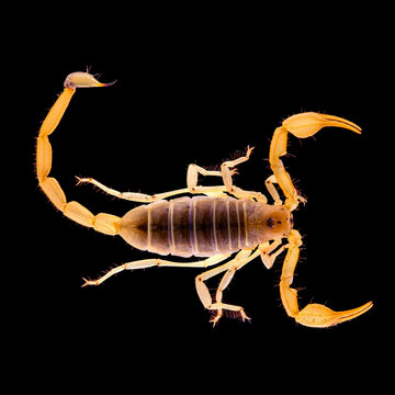 Arizona Hairy Scorpion