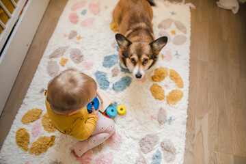 sable welsh corgi pembroke playing with a year old baby on a carpet in a baby room 