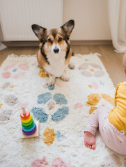 sable welsh corgi pembroke playing with a year old baby on a carpet in a baby room 