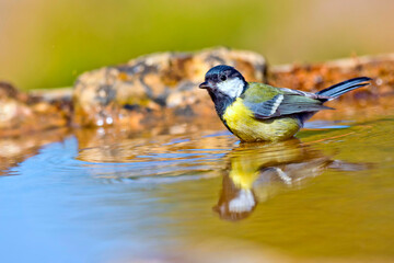 Great Tit, Parus major, Forest Pond, Mediterranean Forest, Castile and Leon, Spain, Europe