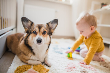 sable welsh corgi pembroke playing with a year old baby on a carpet in a baby room 