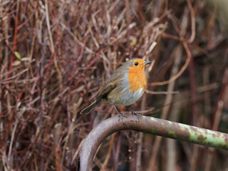 A European Robin (Erithacus rubecula) looking for food in a rural garden