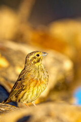 Cirl Bunting, Emberiza cirlus, Forest Pond, Mediterranean Forest, Castile and Leon, Spain, Europe
