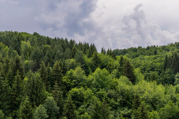 forest and sky